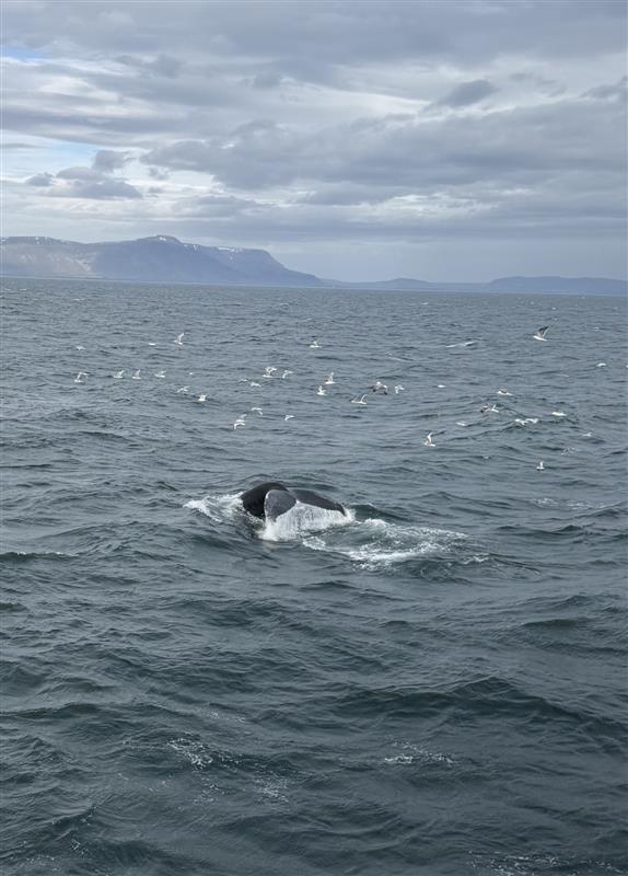 Whale watching in Reykjavík Bay